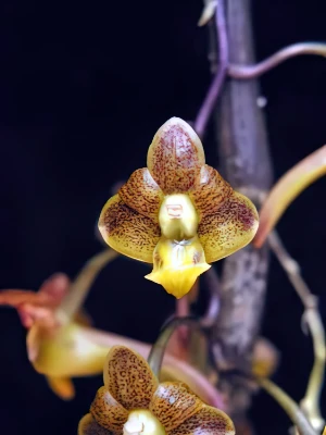 Bild von Dendrobium prianensae 1